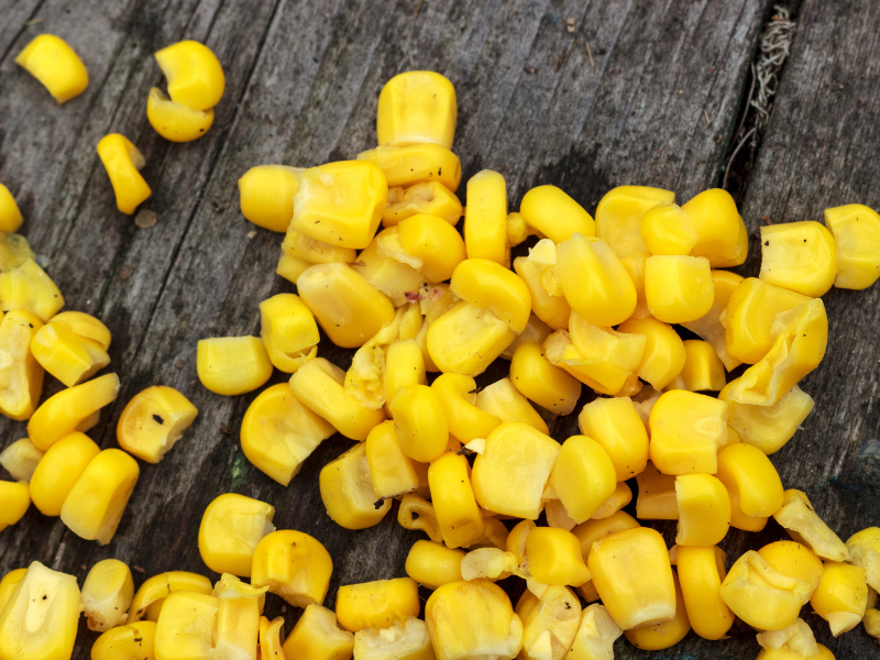 AnglingProtect-Carp-Spring-Bait-Feature-corn
