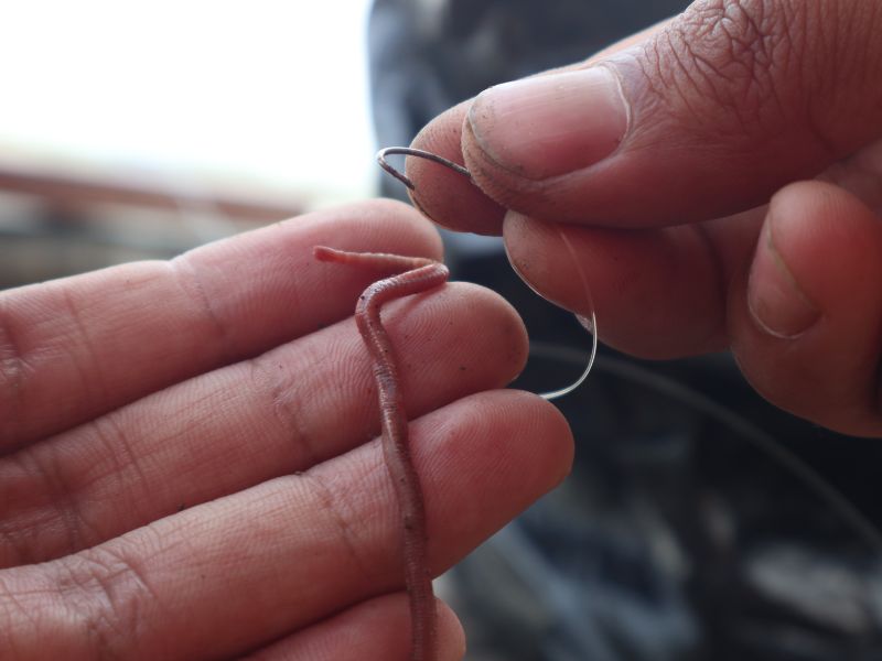 AnglingProtect-Carp-Spring-Bait-Feature-worms
