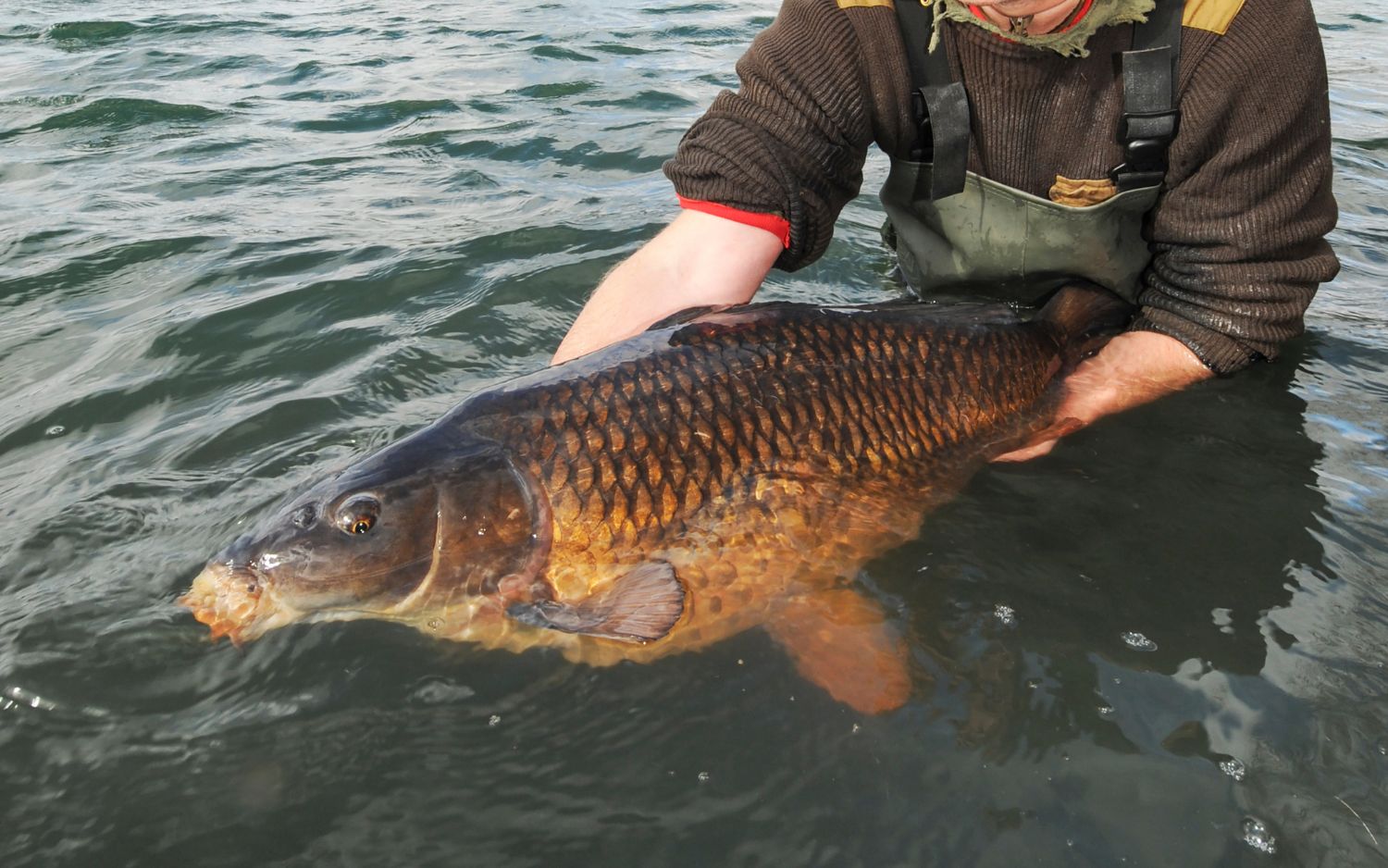 AnglingProtect-Carp-Spring-Hero