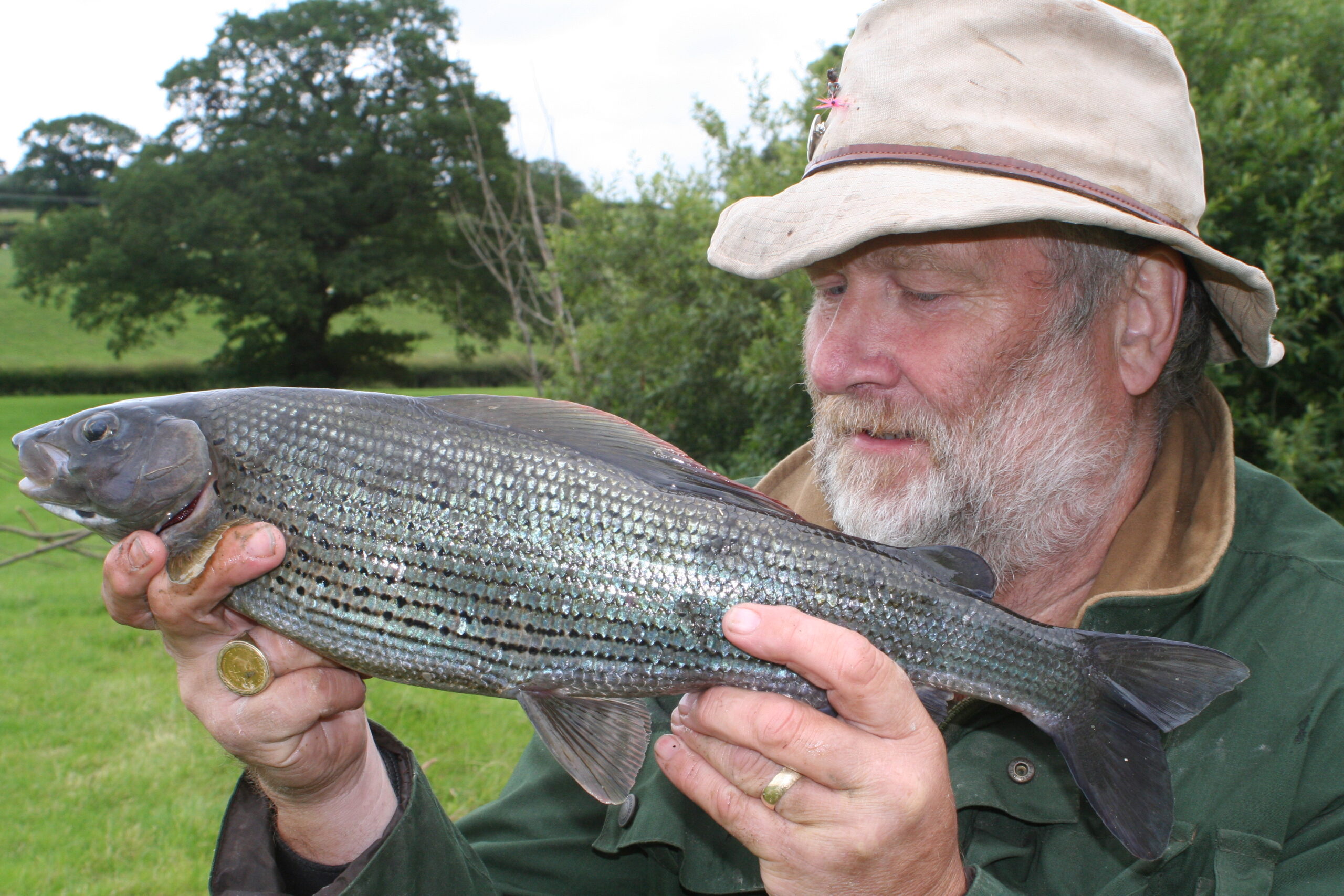 Summer Grayling
