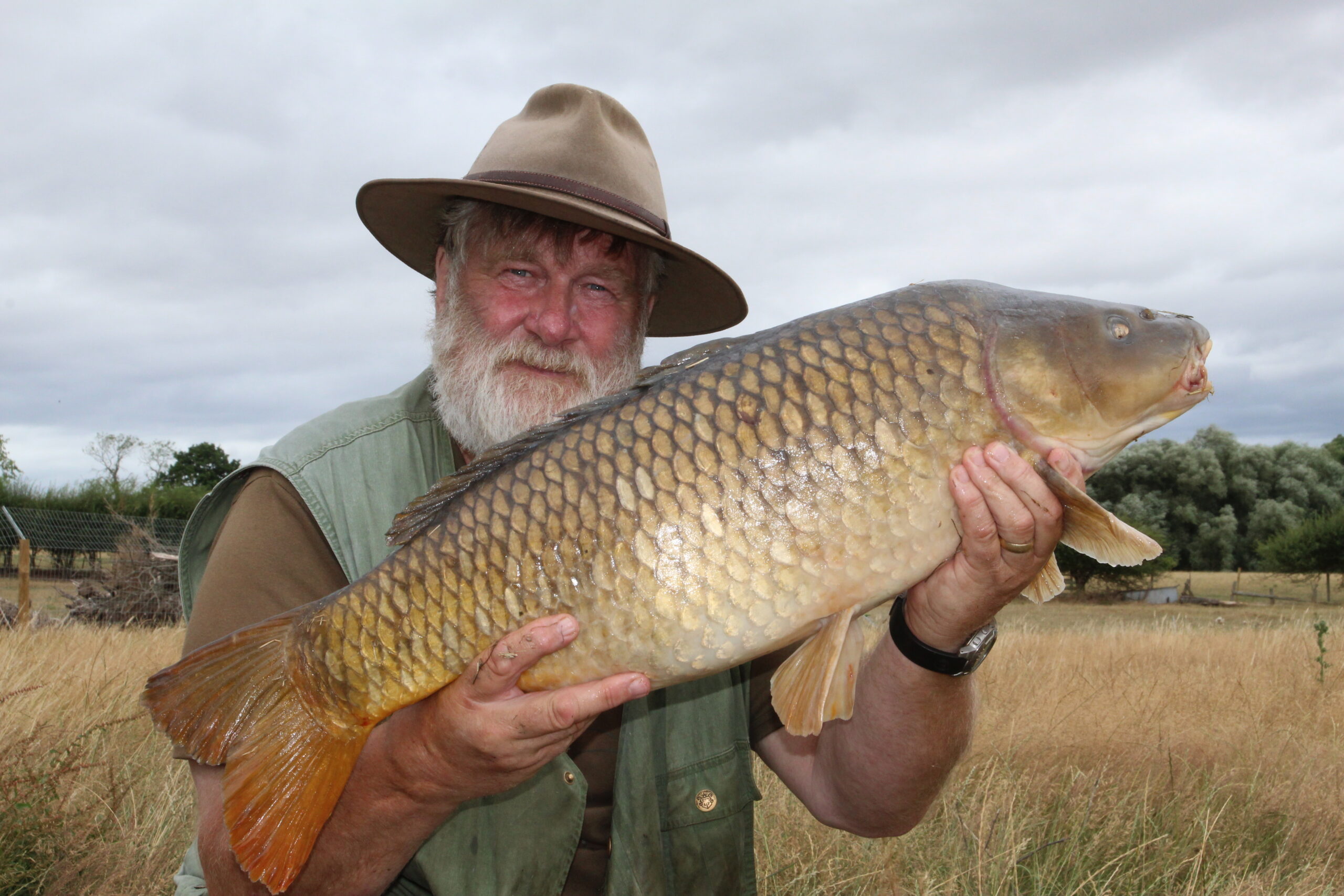 Carp caught on the surface