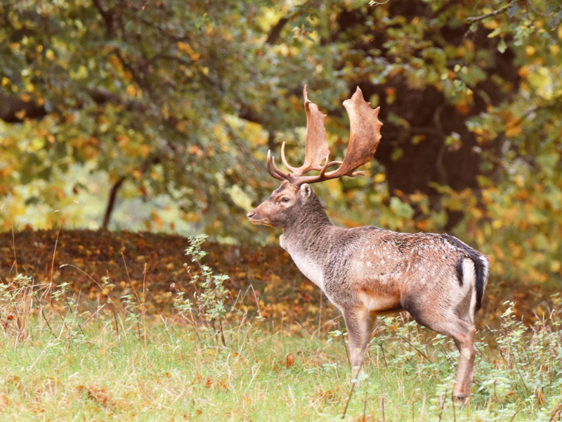 Fallow Deer Stag 2